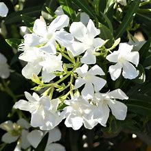 White Oleander - 1 Container