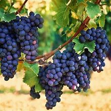 2 Concord Vine Plants 1 To 2 Years Old, Purple Blue Grape Plants Live For Planting, Grape Fruits Trees Live Plants