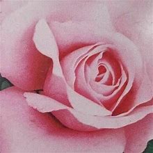 Yunakesa Queen Elizabeth Grandiflora 3 Gal. Pink Bush Shrub Fine Roses