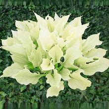 Improved White Feather Hosta - 1 Per Package | Purple | Hosta 'Improved White Feather' PP34727 | Zone 3-9 | Spring Planting | Shade Perennials