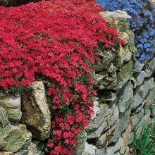 Red Creeping Thyme Seeds, Heirloom Non-GMO Seeds, Groundcover Seeds 100Ct