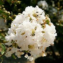 White Crape Myrtle Crepe Tree Shrub - 40 Seeds - Lagerstroemia We Combine Ship