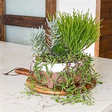 Succulent Dish Garden - 1 Per Package | Spring Planting | Garden Essentials
