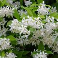 Star Jasmine - 3 Gallon Pot - Fast-Growing, Flowering, Evergreen Shrub - Zone 7-10
