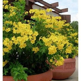 Texas Yellow Bell Bush, Gold Star Esperenza, Trumpet Flower, Yellow Elder, Tecoma Stans Seeds TS0120