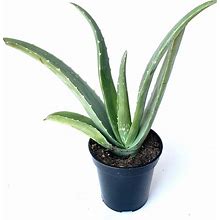 Live Aloe Vera Succulent Aloe Barbadensis Aloe 8"-12" Tall, 4" Pot