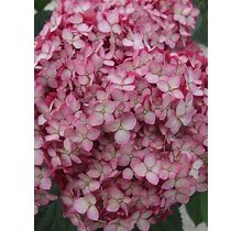 Hydrangea Invincibelle Ruby Flowering Shrub - Plants By Bluestone Perennials
