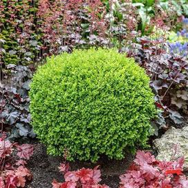 Green Velvet Boxwood Shrub/Bush, 1 Gal- Lively Emerald Foliage Offers Vibrant Texture, Zone 5-8