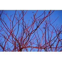 1 Gal. Red Twig Dogwood Shrub Gorgeous Fireyred Winter Stems And Huge White Spring Flowers