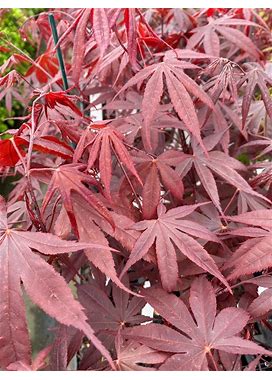 Acer Palmatum 'Bloodgood' - Japanese Maple - Live Plant - 12" Tall - Ships Bare Root - Ships Spring 2024