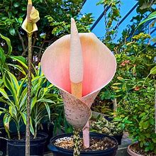 Pink Voodoo Lily Bulb Out Of This World! In Stock Now!!!