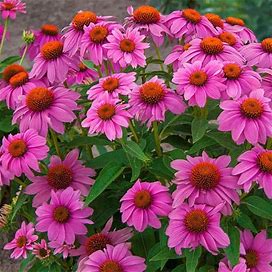 Powwow Wild Berry Coneflower | Zone 3-9 | Pink | 24 - 36 Inches | Full Sun | Partial Shade
