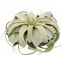 Altman Plants Tillandsia Xerographica - Single Pack