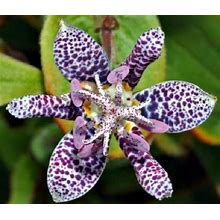 15+ Japanese Toad Lilly Tricyrtis / Deer Resistant Shade-Loving / Perennial Flower Seeds