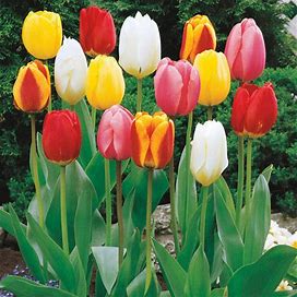 Perennial Tulip Mixture - 100 Per Package | Mixed | Tulipa Darwinhybrid | Zone 3-8 | Fall Planting | Fall-Planted Bulbs