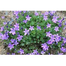 Purple/Blue Birch Hybrid Siberian Bellflower - Campanula Birch Hybrid - Quart Pot Large
