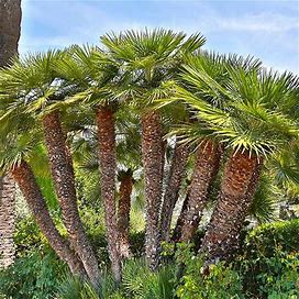 4-Pack (European Fan Palm Tree, 3 Gal- Hardy Palm For Indoors Or Out, Cold Hardy, Zone 5-8