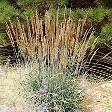Indian Grass Drought Tolerant Native Grass Seeds For Xeriscaping - 1 LB