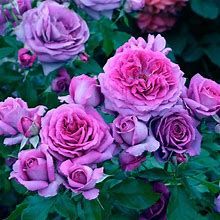 Sweet Madame Blue Floribunda Rose | Zone 5-10 | Purple | 18 - 36 Inches | Full Sun | Partial Shade