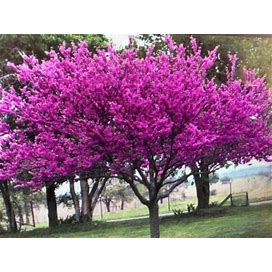 One Redbud Tree Heart Shaped PINK Red Leaves Pink Blossoms 2ft Tall Beautiful Spring Blooms