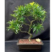 Flowering Podocarpus Bonsai Tree Curved Trunk & Tiered Branching Style 36Yo.24"H