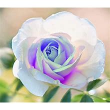 RARE German White Delight ROSE Flower Bush Plant (3,10, 20 Or 30 SEEDS-) Combined Shipping( Discount (Pay Shipping Only For The First - Usa