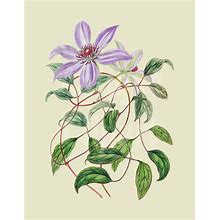 Digital Download Botanical Print "Clematis Flower" Vintage PNG & JPG Images For Printing, Invitations, Wall Art, Collages...