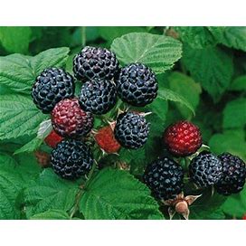 2 Jewel - Black Raspberry Plant - Everbearing - All Natural Grown - Ready For Fall Planting