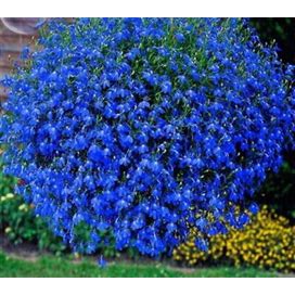 Bulk Trailing Blue Carpet Lobelia Seeds, Erinus Lobelia, Ground Cover Or Hanging Baskets ES012C