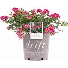 Drift Roses - Rosa Pink Drift (Rose) Rose, Pink Flowers, 2 - Size Container