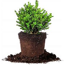 Perfect Plants Wintergreen Bush Boxwood, 1 Gallon, Includes Plant Food
