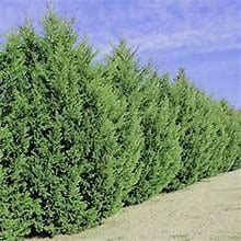 Brighter Blooms Green/Blue Leyland Cypress Trees - Fast Growing Privacy Evergreens - Cannot Ship To Az Large