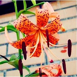 20 SEEDS For Orange Tiger LILY RARE Flower Bloom Exotic Home Plant USA Seller