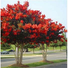 20 SEEDS For Bright Red CRAPE MYRTLE Rare Flower Exotic Tree Plant USA Seller