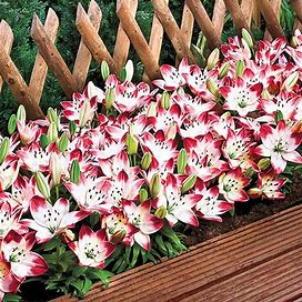 Sugar Baby Carpet Border Lily - 20 Per Package | Pink | White | Lilium Asiatic 'Sugar Love' | Zone 3-8 | Spring Planting | Spring-Planted Bulbs