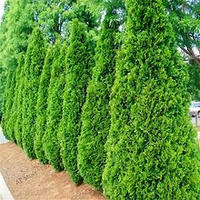 100Pcsbag Microbiota Carpet Cypress Arborvitae Flores Tree Bonsai Plant Diy Home Garden Ship
