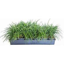 Mondo Grass - 18 Pack (3.25 in. Pots) Evergreen Groundcover - Full Sun To Part Sun Live Outdoor Plant