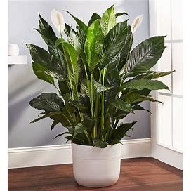 Remembrance Peace Lily Floor Plant Floor Plant (Large) With Sandstone Planter | 1-800-Flowers Occasions Delivery