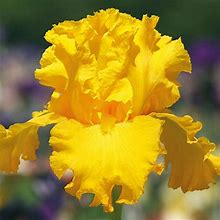 Garden Time Bearded Iris - 1 Per Package | Yellow | Iris Germanica 'Garden Time' | Zone 4-9 | Fall Planting | Sun Perennials