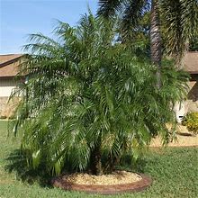 5 Gallon - Pygmy Date Palm Tree - A Tiny Taste Of The Tropics