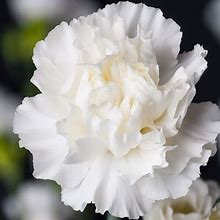 Outsidepride 1000 Seeds Perennial Dianthus White Carnation Flower Seeds For Planting
