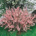 Flowering Almond Hedge | Zone 4-8 | 4 - 5 Feet | Full Sun | Partial Shade