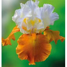 Orange Supreme Bearded Iris Perennial Rhizome Bulb. Loves Sun. Easy To Grow. Pollinator. Vibrant Colors. Perfect Time To Plant