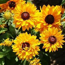 Black Eyed Susan Seeds - Goldilocks - 1 Ounce - Yellow Flower Seeds, Heirloom Seed Attracts Bees, Attracts Butterflies, Attracts Pollinators, Easy To