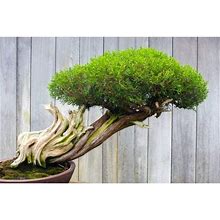 Thuja Evergreen Bonsai Tree Seeds - Western Red Cedar, Thuja Plicata - 30 Seeds