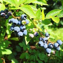 1 Gallon - Premier Blueberry Bush - Know Where Your Fruit Comes From Grow Your Own, Outdoor Plant