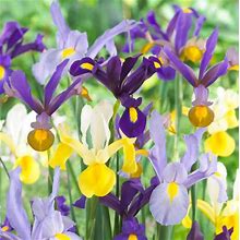 Votaniki Dutch Iris Mixed Bulbs - Perennial, Long-Lasting Blooms, Attracts To Pollinators, Iris Flowering Bulbs | Colorful Dutch Iris Bulbs For A