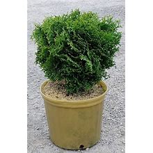 Hetz Midget Arborvitae - Dwarf Evergreen Shrub - 3 Gallon Pot