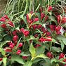 Weigela - Reblooming - PROVEN WINNERS COLORCHOICE Flowering Shrubs - SONIC BLOOM Red Weigela - 8" Pot