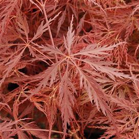 Crimson Queen Weeping Japanese Maple Tree (Spring Pre-Order) 2 Pot - Plant Addicts